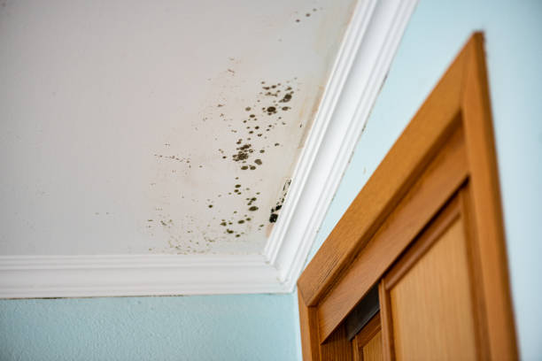 Best Black Mold Removal  in Timberlane, IL